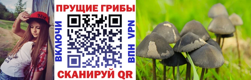 Галлюциногенные грибы ЛСД  где найти наркотики  Шахты 